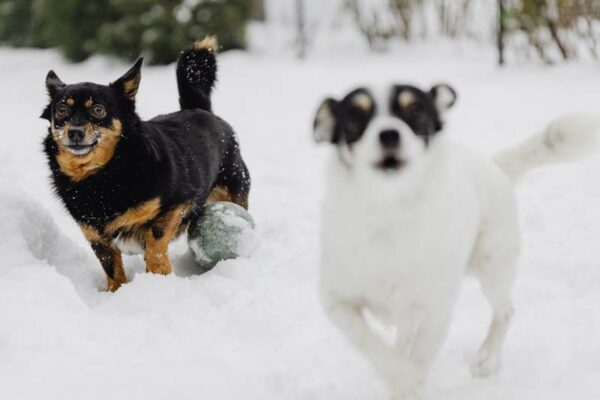 Hunde-Schnee