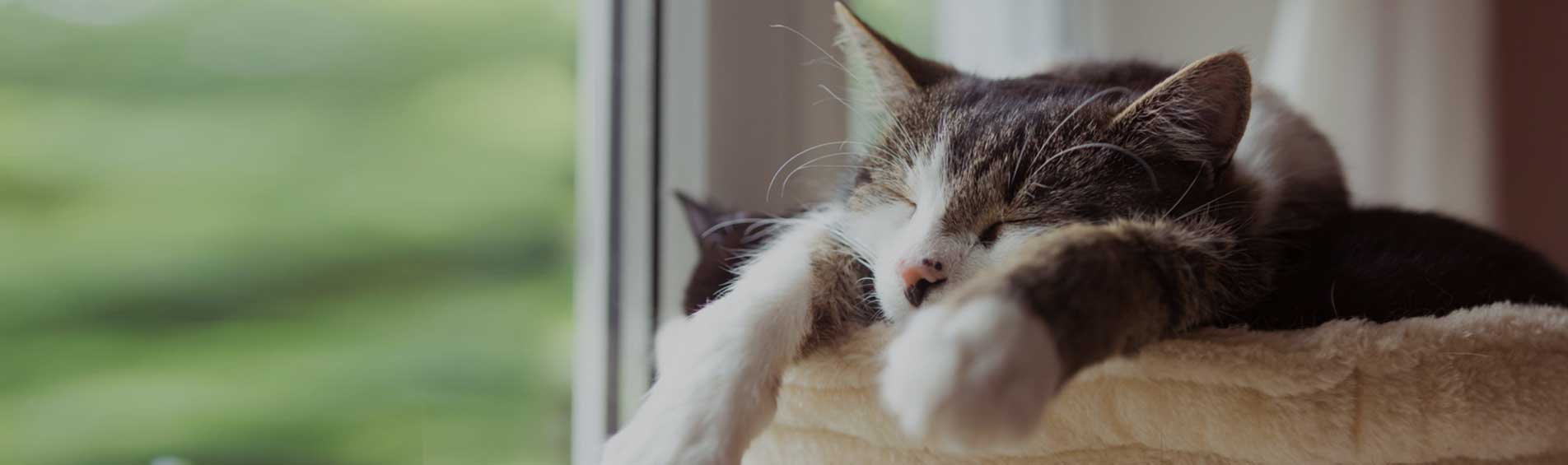 Katze in der Katzenpension