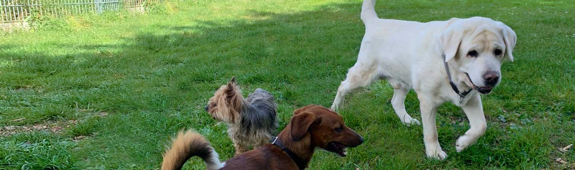 Hunde in der Hundepension