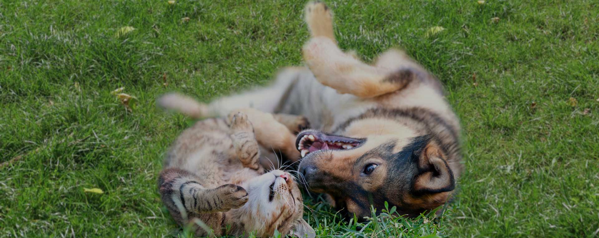 Hund und Katze spielen auf der Wiese
