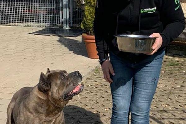 Tierpension-Elchingen-Hund-fütterung