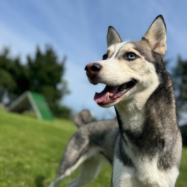 Huskyhündin LUCY auf unserer Spielwiese