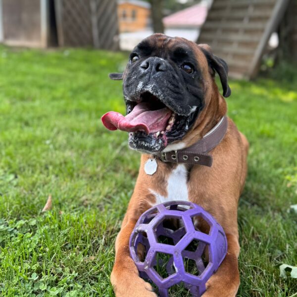 75e25ba8-2908-4231-9348-70d110d3ece8