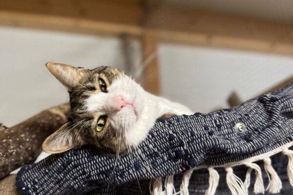 1a820f0b-edd3-4387-827a-8b13f53e8bcd