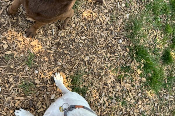 1fdb0243-df94-4aae-81b6-dd3da0c7c0ac