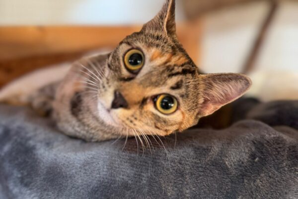 4c5a40e2-d15e-47d2-a5e9-bc1b08dad347