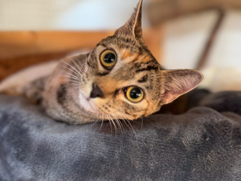 4c5a40e2-d15e-47d2-a5e9-bc1b08dad347