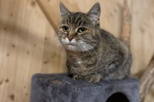 74f27564-10bc-4314-9020-70afac80758d