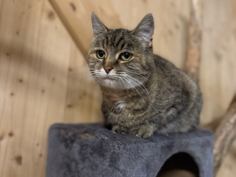 74f27564-10bc-4314-9020-70afac80758d